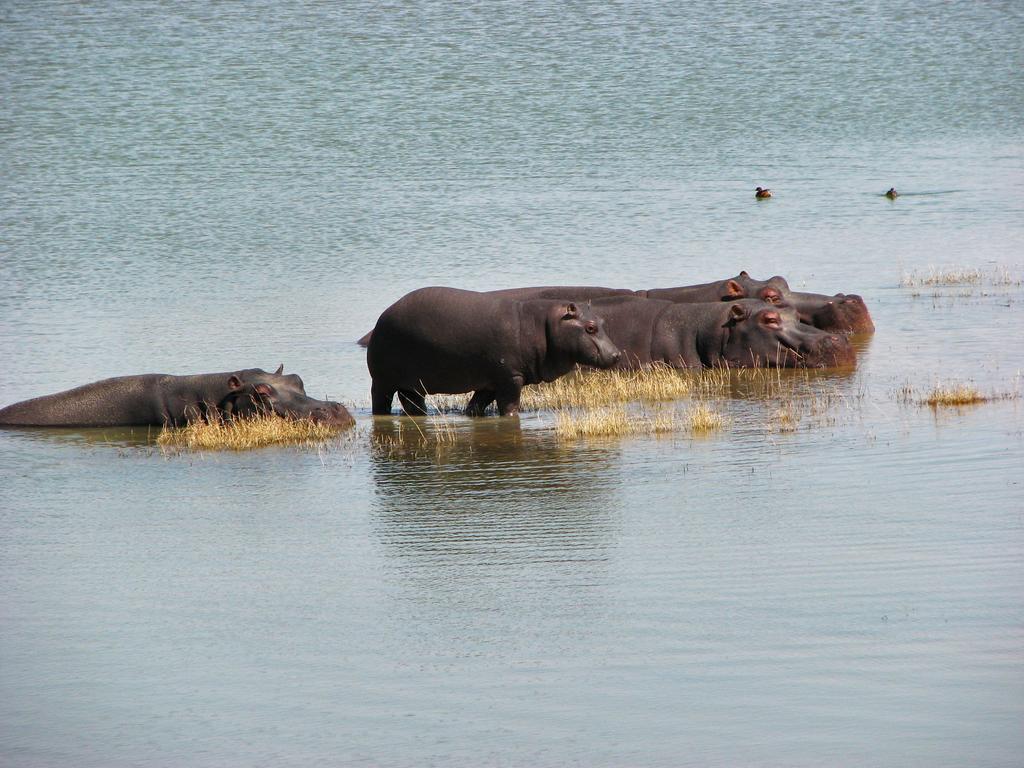Ovita Wildlife Restcamp Okazize Zewnętrze zdjęcie